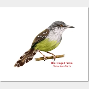 Bar-winged Prinia | Prinia familiaris Posters and Art